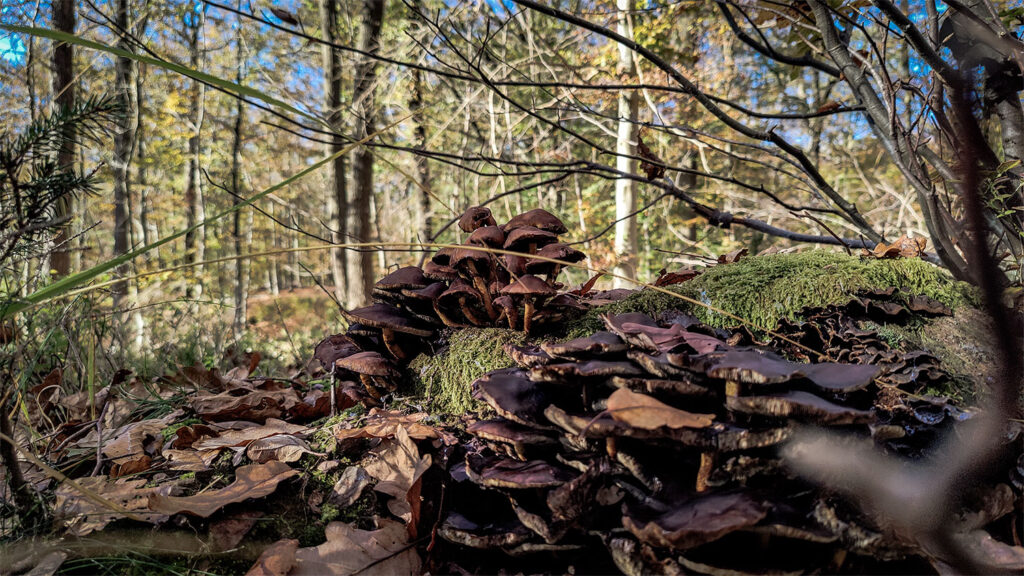 Offroad door de Ardennen: Een weekend vol modder, comfort en culinaire hoogstandjes